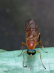 Ptecticus testaceus
