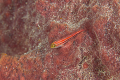 Helcogramma striata
