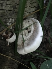 Polyporales