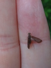 Annulipalpia
