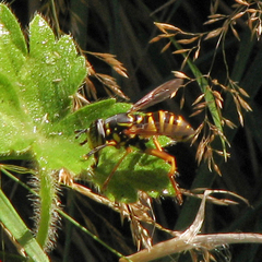 Spilomyia interrupta