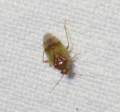 Pinalitus cervinus
