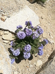 Polemonium eximium