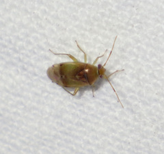 Pinalitus cervinus