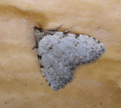 Dyspyralis puncticosta