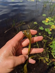 Potamogeton zosteriformis