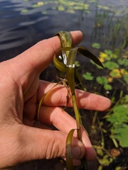 Potamogeton zosteriformis