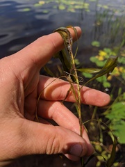 Potamogeton zosteriformis