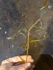 Potamogeton zosteriformis