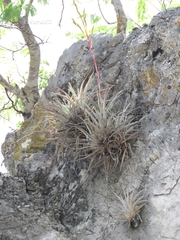 Tillandsia pringlei