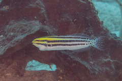 Grammistes Blenny photo 4