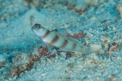 Amblyeleotris steinitzi