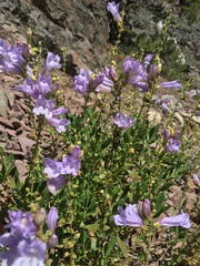 Penstemon fruticosus fruticosus