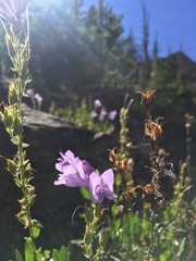 Penstemon fruticosus fruticosus