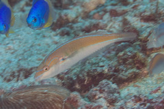Stethojulis interrupta