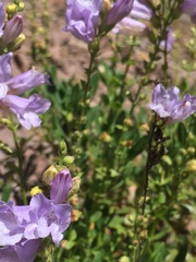 Penstemon fruticosus fruticosus