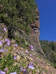 Penstemon fruticosus fruticosus