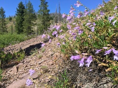Penstemon fruticosus fruticosus