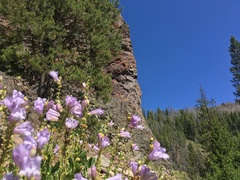 Penstemon fruticosus fruticosus