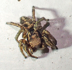 Habronattus klauseri