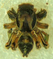 Habronattus klauseri