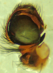 Habronattus klauseri