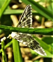 Epipagis fenestralis
