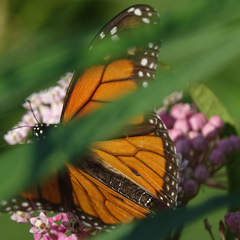 Danaus plexippus