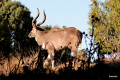 Tragelaphus buxtoni