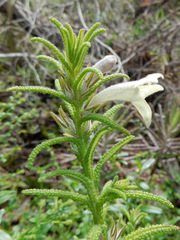 Chloanthes stoechadis
