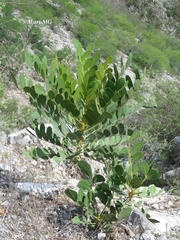 Pseudosmodingium virletii