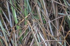 Phleocryptes melanops