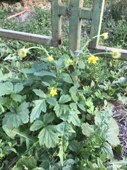 Geum aleppicum