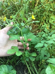 Geum aleppicum