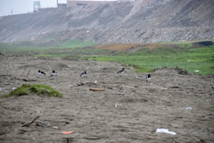 Haematopus palliatus