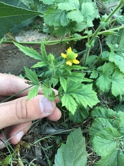 Geum aleppicum
