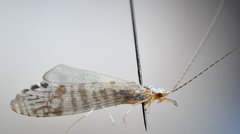 Nectopsyche exquisita