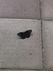 Dichorragia nesimachus formosanus