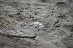 Haematopus palliatus