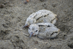 Haematopus palliatus