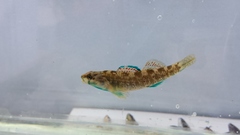 Etheostoma lepidum