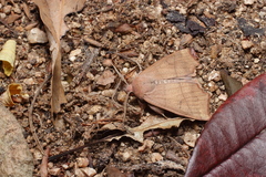 Goniocraspidum pryeri