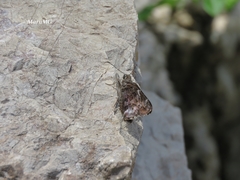 Codatractus bryaxis