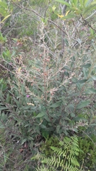 Lepidaploa karstenii