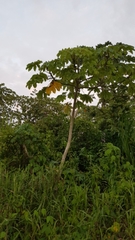 Cecropia obtusifolia