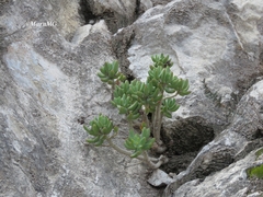Sedum corynephyllum