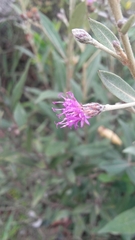 Lepidaploa karstenii