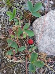 Fragaria virginiana glauca