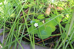 Nymphoides hydrophylla