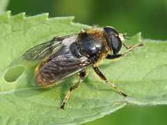 Merodon constans